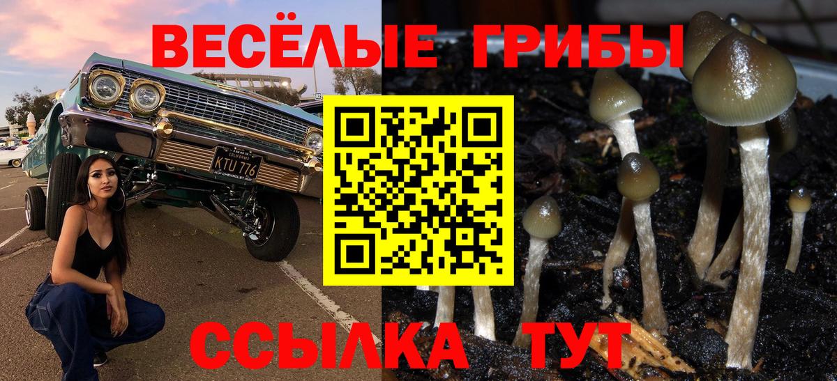 Алейск  купить  цена  Псилоцибиновые грибы GOLDEN TEACHER  Вход с VPN  Псилоцибиновые грибы мухоморы 